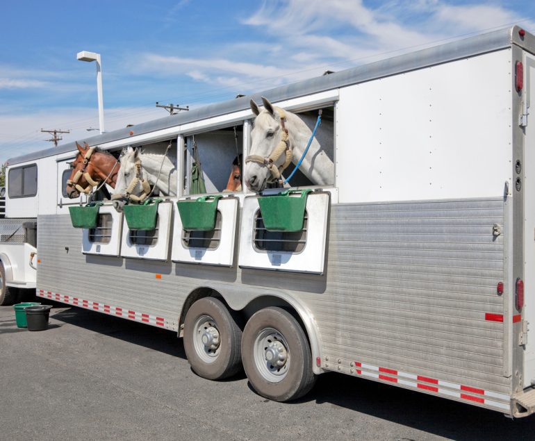 Horse trailer Van
