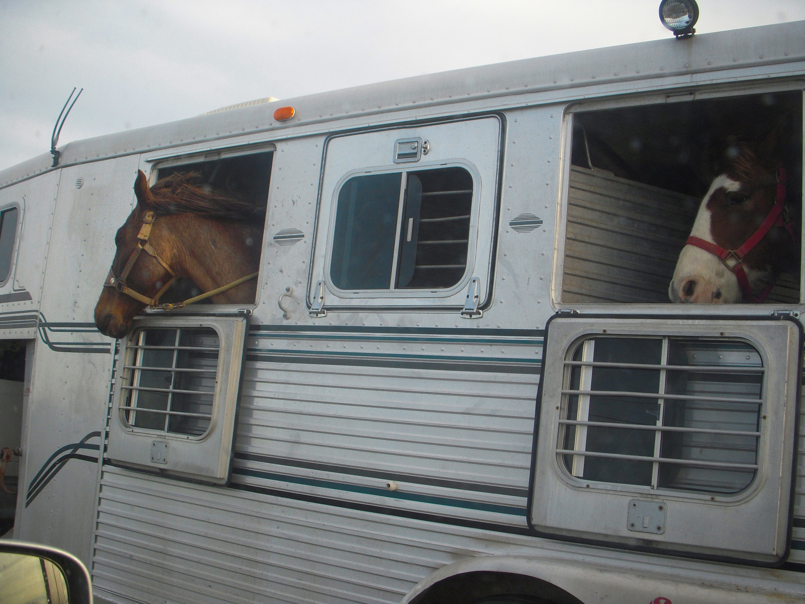 Trailering Horses In Hot Weather