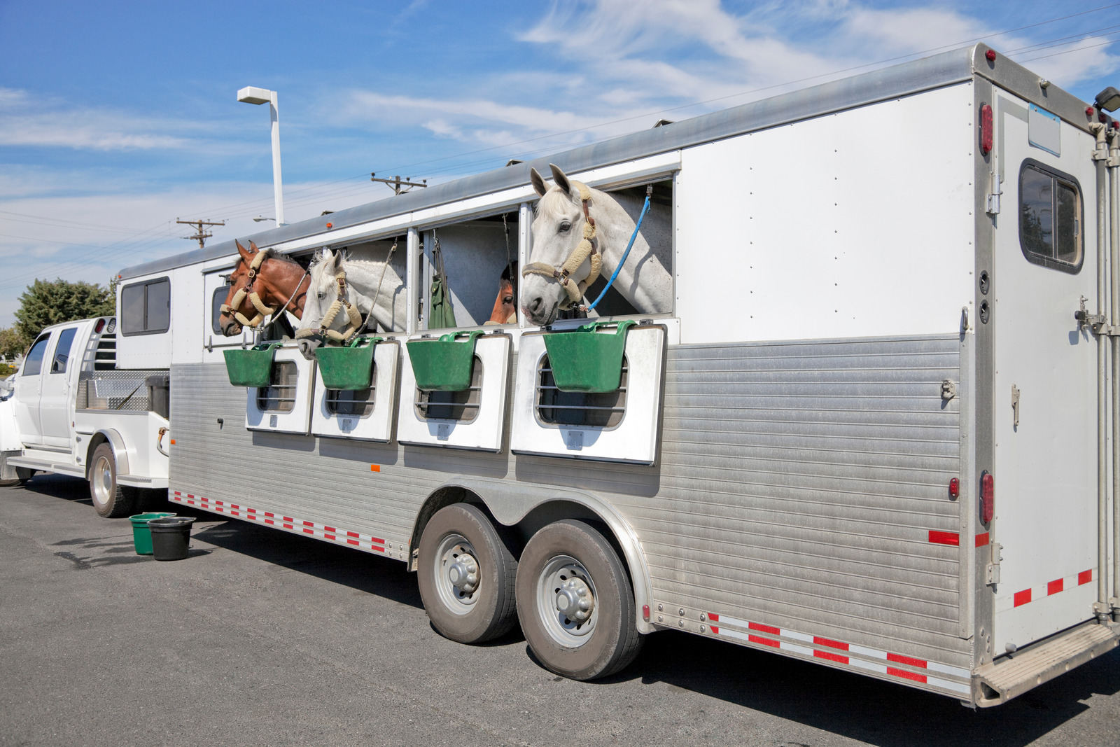 4 Horse trailer